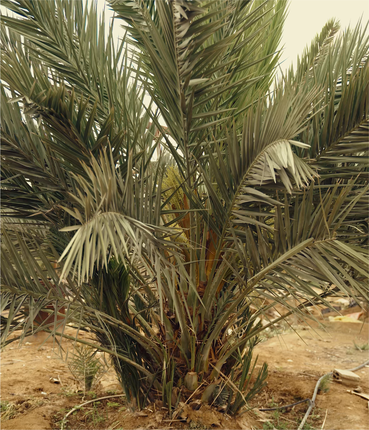 ali date feature card 01